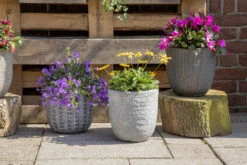 Bloempot Arkansas Egg Washed - D55 X H51cm - Lichtgrijs 4 Bloempot Arkansas Egg Washed - D55 X H51cm - Lichtgrijs -Bloempot Kortings Winkel arkansas egg pot washed grey d55h51 bloempot 7 9