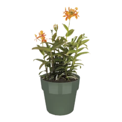 Bloempot Elho B.for Original Rond 25cm - Bladgroen 3 Bloempot Elho B.for Original Rond 25cm - Bladgroen -Bloempot Kortings Winkel bfor original rond 25cm bloempot bladgroen 5 8