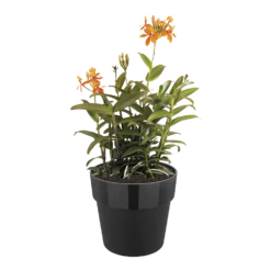 Bloempot Elho B.for Original Rond 25cm - Living Black 3 Bloempot Elho B.for Original Rond 25cm - Living Black -Bloempot Kortings Winkel bfor original rond 25cm bloempot living black 5 5