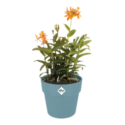 Bloempot Elho B.for Original Rond 25cm - Duifblauw 4 Bloempot Elho B.for Original Rond 25cm - Duifblauw -Bloempot Kortings Winkel bfor original rond bloempot duifblauw 3 1 1