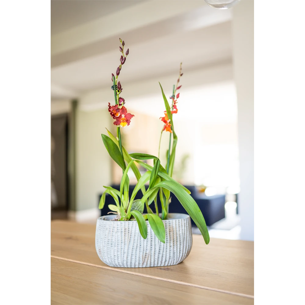 Bloempot Felco ovaal - l26 x b15 x h24cm Bloempot Felco Ovaal - L26 X B15 X H24cm -Bloempot Kortings Winkel