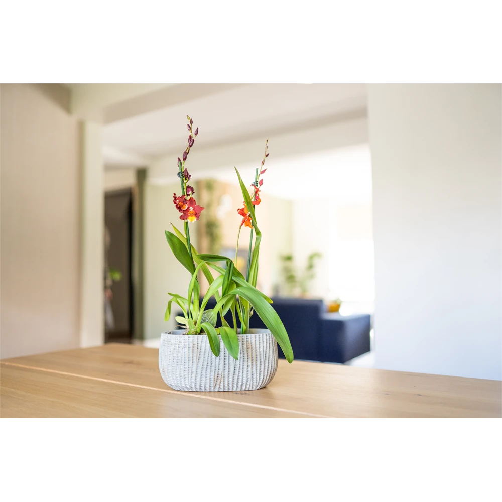 Bloempot Felco ovaal - l28 x b15 x h13cm Bloempot Felco Ovaal - L28 X B15 X H13cm -Bloempot Kortings Winkel