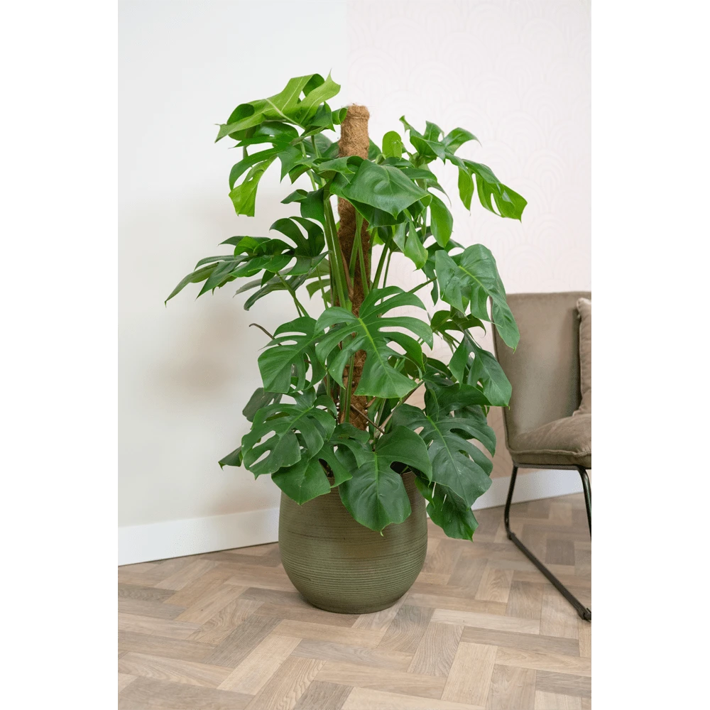 Bloempot Lydia - d36 x h32cm - Shiny Green Bloempot Lydia - D36 X H32cm - Shiny Green -Bloempot Kortings Winkel bloempot lydia shiny green bloempot 2 1 2