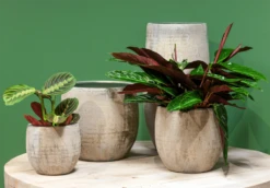 Bloempot Steef Hoog - D29 X H60cm - Creme Groen -Bloempot Kortings Winkel bloempot steef d29 h60 creme groen bloempot 6 6