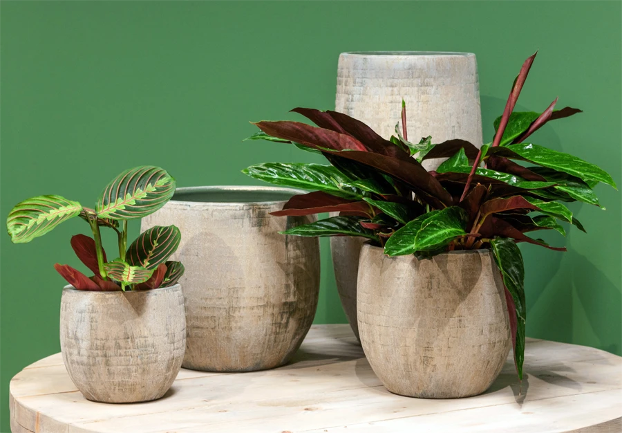 Bloempot Steef - d39 x h36cm - Creme Groen Bloempot Steef - D39 X H36cm - Creme Groen -Bloempot Kortings Winkel bloempot steef d39 h36 creme groen bloempot 6 6