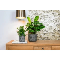 Bloempot Thies - D19 X H17cm - Antraciet 3 Bloempot Thies - D19 X H17cm - Antraciet -Bloempot Kortings Winkel bloempot thies antraciet bloempot 2