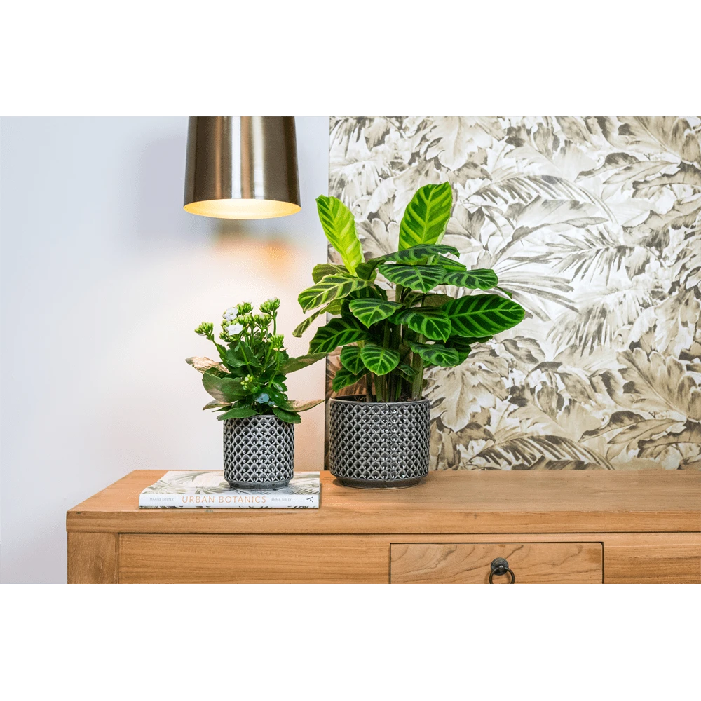 Bloempot Thies - d19 x h17cm - Antraciet Bloempot Thies - D19 X H17cm - Antraciet -Bloempot Kortings Winkel bloempot thies antraciet bloempot 2