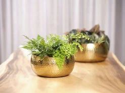 Plantenschaal Kody - D24 X H11cm - Goud -Bloempot Kortings Winkel bowl kody gold d24 h11 schaal 7 12
