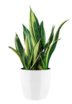 Bloempot Elho Brussels Diamond Rond 22cm - Wit -Bloempot Kortings Winkel brussels diamond rond 22cm bloempot wit 6 20