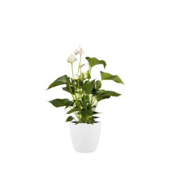 Bloempot Elho Brussels Rond 25cm - Wit -Bloempot Kortings Winkel brussels rond 25cm bloempot wit 6 20