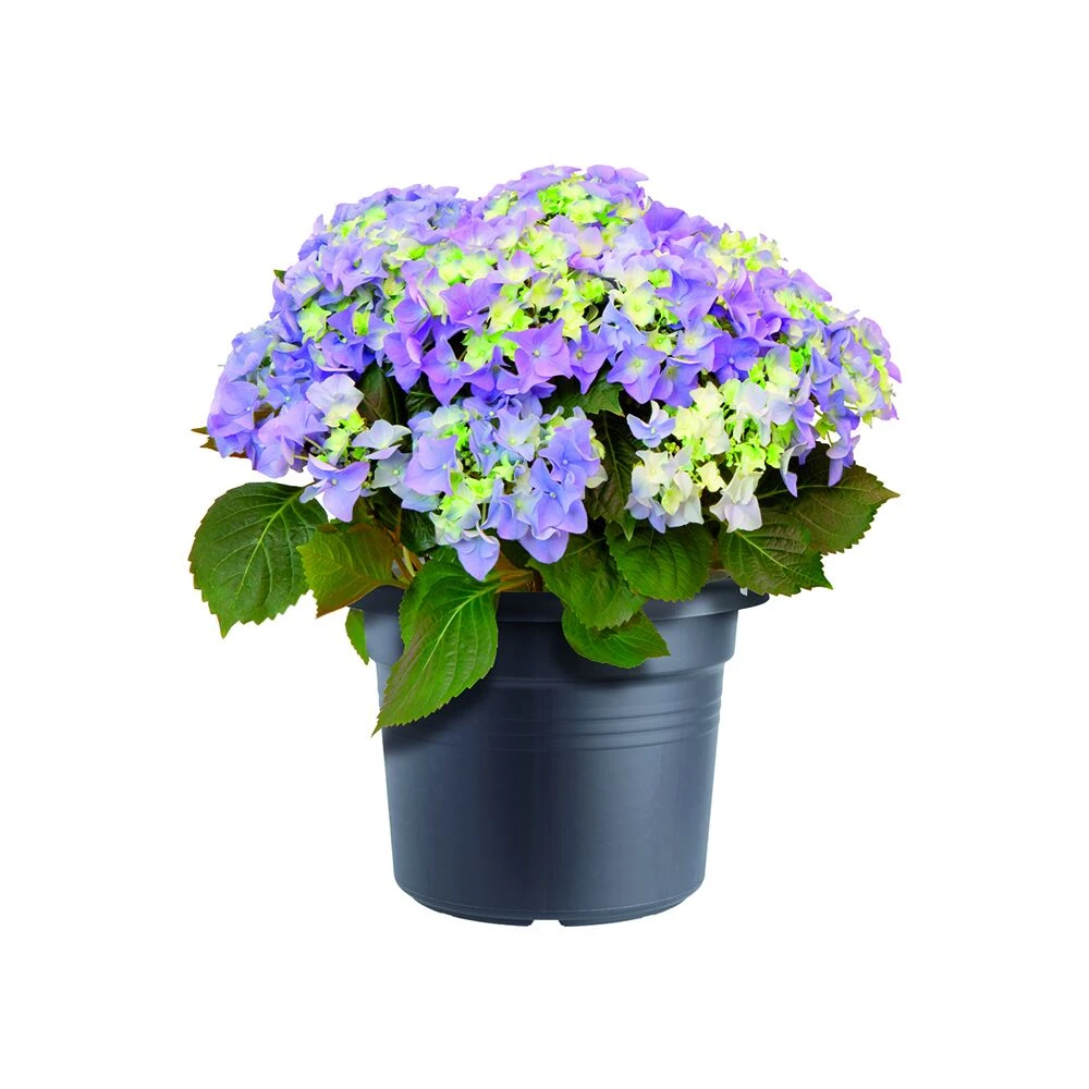 Bloempot Elho Green Basics Cilinder 40cm - Living black Bloempot Elho Green Basics Cilinder 40cm - Living Black -Bloempot Kortings Winkel green basics cilinder 40cm bloempot living black 6 16