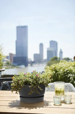 Plantenschaal Elho Greenville 33cm - Living Black -Bloempot Kortings Winkel greenville schaal 33cm bloempot living black 6 13