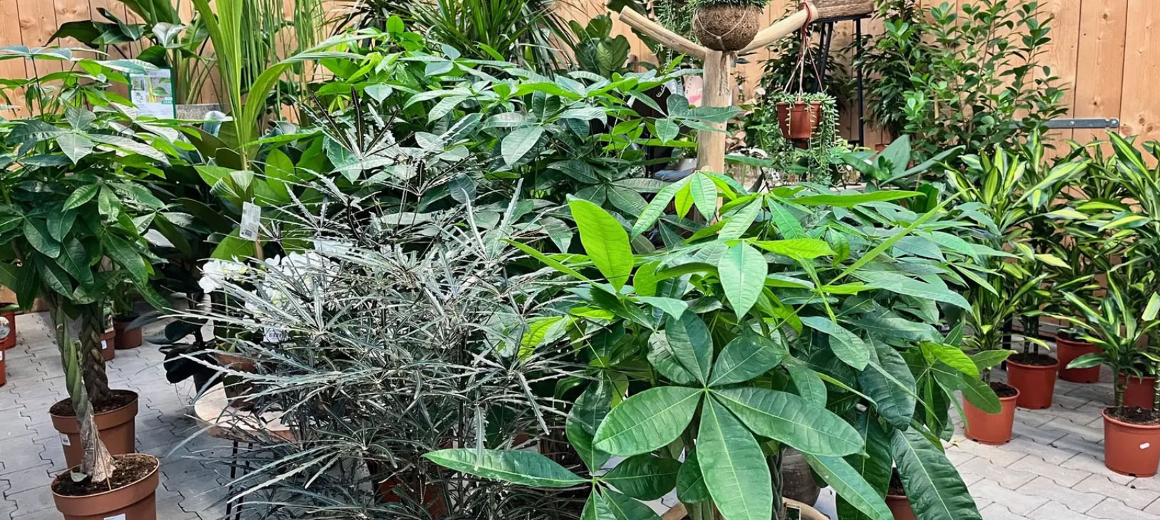 Bloempot Kortings Winkel -Bloempot Kortings Winkel jtj