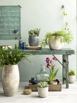 Bloempot Lester - D20 X H18cm - Lichtgrijs 4 Bloempot Lester - D20 X H18cm - Lichtgrijs -Bloempot Kortings Winkel lester pot rond lgrijs h18xd20cm bloempot 7 12