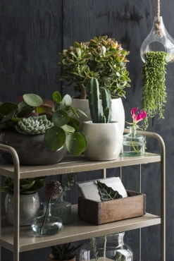 Bloempot Lester - D33 X H31cm - Lichtgrijs 3 Bloempot Lester - D33 X H31cm - Lichtgrijs -Bloempot Kortings Winkel lester pot rond lgrijs h31xd33cm bloempot 6 12