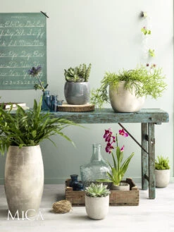 Bloempot Lester Hoog - D30 X H50cm - Lichtgrijs 3 Bloempot Lester Hoog - D30 X H50cm - Lichtgrijs -Bloempot Kortings Winkel lester vaas rond lgrijs h50xd30cm bloempot 6 12