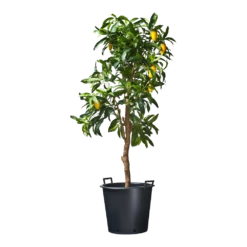 Nature - Ritzi Container Zwart 50L - Met Handgreep -Bloempot Kortings Winkel nature ritzi container zwart 50l met handgreep plantencontainer 3