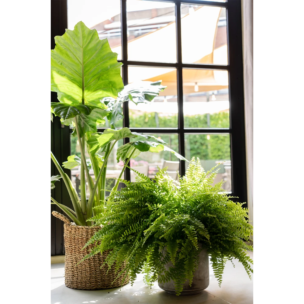 Plantenmand Joris - d38 x h33cm - Naturel Plantenmand Joris - D38 X H33cm - Naturel -Bloempot Kortings Winkel plantenmand joris naturel plantenmand 2 3