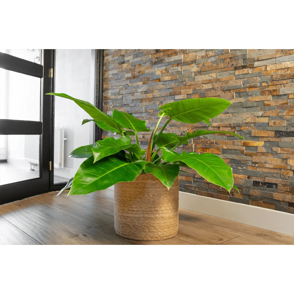 Plantenmand Stef - d25 x h25cm - Naturel Plantenmand Stef - D25 X H25cm - Naturel -Bloempot Kortings Winkel