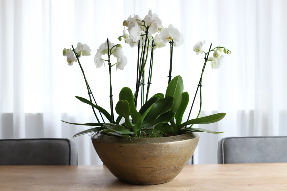 Plantenschaal Kos - d25 x h16cm - Goud Plantenschaal Kos - D25 X H16cm - Goud -Bloempot Kortings Winkel plantenschaal kos plantenschaal 2 1 3