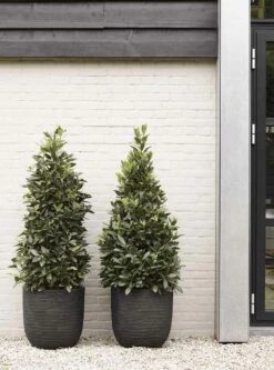 Capi Bloempot Bol Nature Row NL - D35 X H34cm - Zwart -Bloempot Kortings Winkel pot bol row nl 35x34 zwart bloempot 6 9