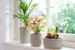 Bloempot Thies Hoog - D14 X H20cm - Olijf Groen -Bloempot Kortings Winkel pot hoog thies olive green d14 h20 bloempot 6 10