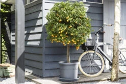 Plantenschotel Elho Universeel Rond 48cm - Antraciet -Bloempot Kortings Winkel universele schotel rond 48cm schotel antraciet 7 13