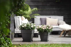 Bloempot Elho Vibia Campana Vierkant 30cm - Antraciet -Bloempot Kortings Winkel vibia campana vierkant 30 plantenbak antraciet 6 11