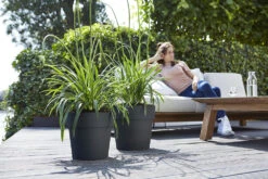 Bloempot Elho Vibia Straight Rond 30cm - Antraciet -Bloempot Kortings Winkel vibia straight rond 30cm bloempot antraciet 7 11