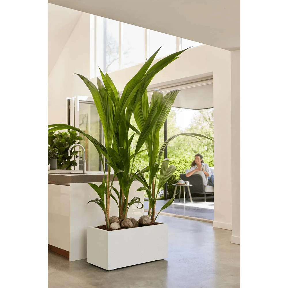 Vivo Next lang wielen 60cm - Wit Elho Vivo Next Lang Wielen 60cm - Wit -Bloempot Kortings Winkel