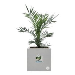 Elho Vivo Next Vierkant Wielen 30cm - Warm Grijs 7 Elho Vivo Next Vierkant Wielen 30cm - Warm Grijs -Bloempot Kortings Winkel vivo next vierkant wielen 30cm warm grijs 6 1