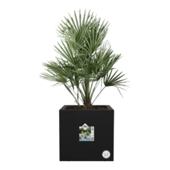 Elho Vivo Next Vierkant Wielen 40cm - Living Black -Bloempot Kortings Winkel vivo next vierkant wielen 40cm living black 4 1