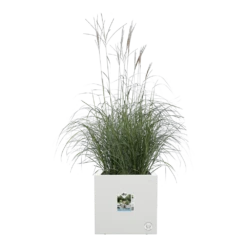 Elho Vivo Next Vierkant Wielen 40cm - Wit -Bloempot Kortings Winkel vivo next vierkant wielen 40cm wit 5 1